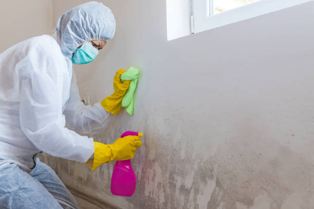 Why You Should Choose Our Mold Remediation Services in Kershaw, SC