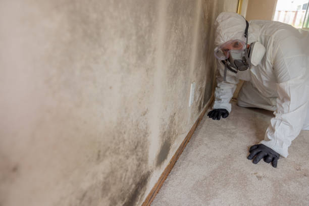 Best Environmental Consulting for Mold Prevention  in Kershaw, SC